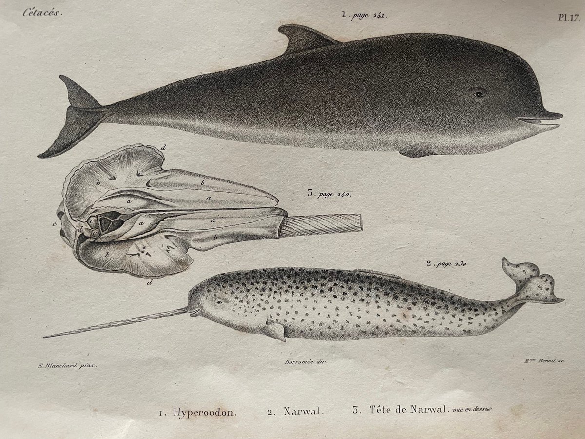 We missed #NationalUnicornDay yesterday, so here's an illustration from Cuvier's De l'histoire naturelle des cetaces (1836) of the 'unicorn of the sea' - the narwhal! Both volumes of this work (text & atlas) can be found in the rare books room in the library @thembauk 🦄🐋