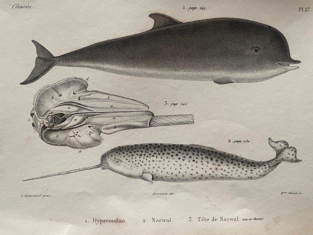 thenmbluk's tweet photo. We missed #NationalUnicornDay yesterday, so here's an illustration from Cuvier's De l'histoire naturelle des cetaces (1836) of the 'unicorn of the sea' - the narwhal! Both volumes of this work (text &amp; atlas) can be found in the rare books room in the library @thembauk 🦄🐋 https://t.co/008Ec0PFLZ