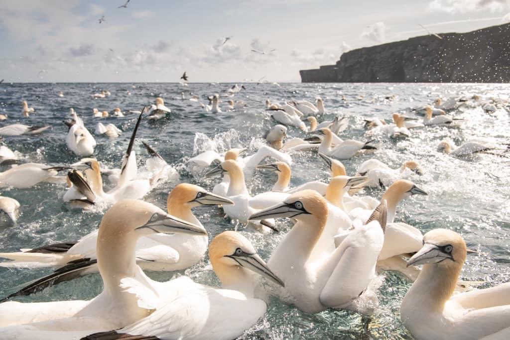 Fancy joining me for some Shetland spring birding? 11-17th May. Last minute availability- 2 spaces now come available. Last year’s itinerary saw all iconic Shetland breeding birds, turned up a PACIFIC DIVER and saw Eastern & Western Subalp, Hoopoe- oh and Orca and Otters too!