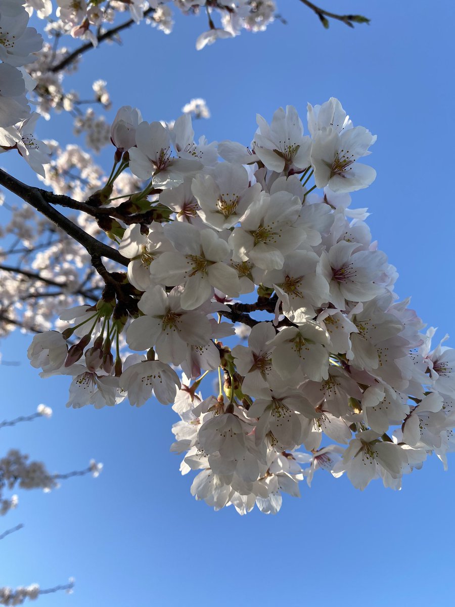 桜綺麗でした😊