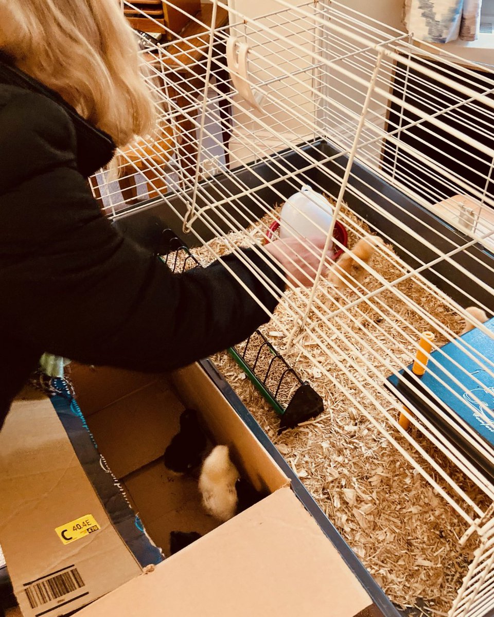 Heartfelt goodbyes at Westall House 🧡👋 Farewell to Amelia, one of the wonderful carers, who has been accepted into the police force. Our second farewell is to the adorable Easter chicks! Member of staff, Linda, has offered them a new home on her family's farm.