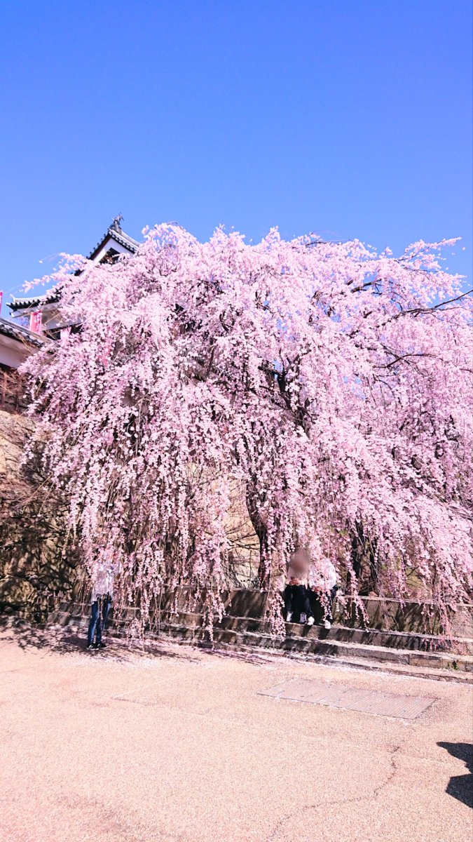 上田城千本桜まつり 
～  上田城跡公園  ～
撮影
2024/4/10  AM9:30頃 ～ 11:30頃
しだれ桜は満開で、色鮮やかでした

#上田市
#上田城千本桜まつり