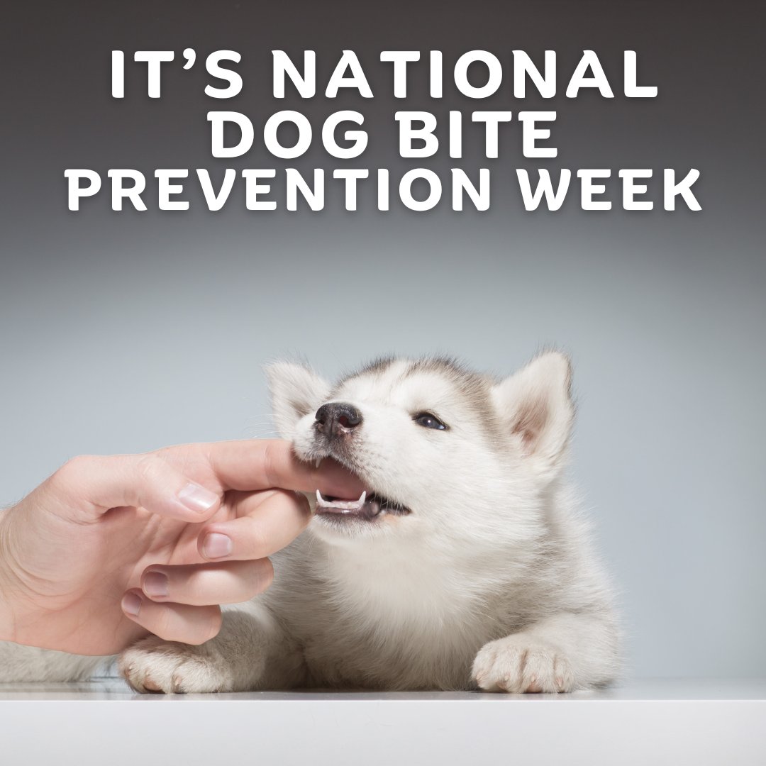 It's National Dog Bite Prevention Week

Educate yourself about bite prevention and responsible dog ownership.

#dog #dogcare #pets #dogbitesafety #dogbitepreventionweek #petcare #petlovers