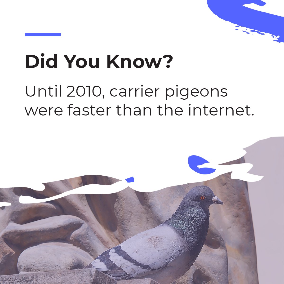 In the early days of the internet, connection speeds were much slower and not all areas had access to the internet.

#technologyfacts #technologytrends