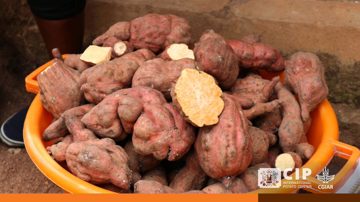 Our publication uncovers the complex origins and domestication history of this globally 🌏 important crop. Discover the fascinating story behind sweetpotato's 🍠 evolution and its implications for agriculture 🌱. 👉🏽 bit.ly/PB-OriginSweet… 🔸 @ugent 🔸 @NagoyaUniv