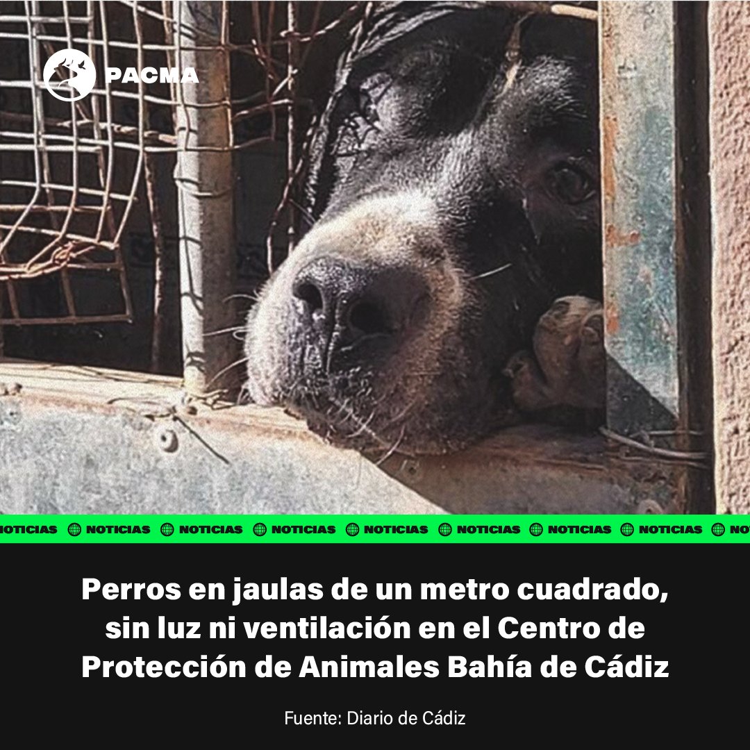 ¡No pueden vivir así! Los animales viven en pésimas condiciones en el Centro de Protección de Animales Bahía de Cádiz, encerrados sin luz solar durante meses, apiñados en jaulas pequeñas y volviéndose locos. El Seprona de la Guardia Civil ya ha confirmado que el panorama es…