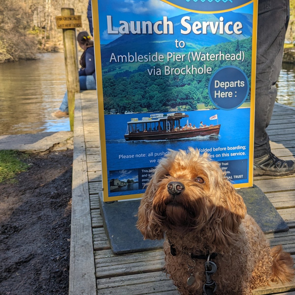 Paws up if you're ready for a boat ride with Windermere Lake Cruises! 🐾⛵️ #WindermereLakeCruises #BoatRide #DogFriendly