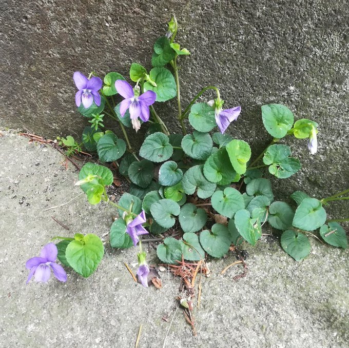 Viola riviniana Rchb. (#Violaceae). ---- Breve ficha & [+] fotos👇👇👇 floradevigo.wordpress.com/2021/02/16/vio… ---- #biodiversity #CitizenScience #science #botany #plants #nature #biodiversity #flower #naturephotography #wildflowers #flowerlovers #plantas #flores #flora