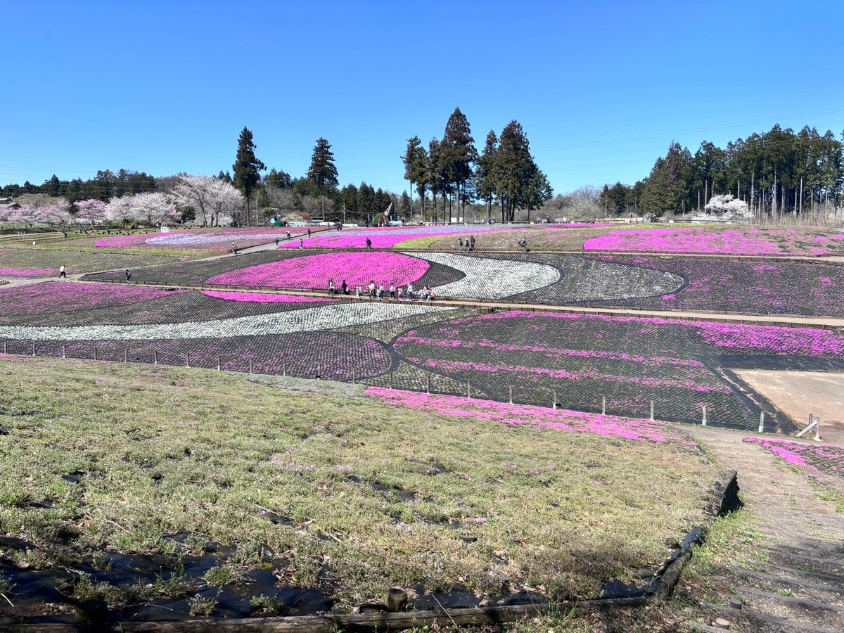 【2024.4.10撮影】 芝桜見ごろはまだ先になりそうですが、段々と色づいてきました！ #秩父市 #芝桜 #桜 navi.city.chichibu.lg.jp
