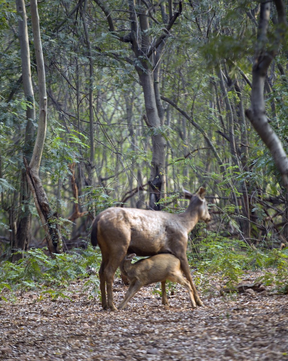 Sambar deer & her fawn! A mother's love knows no bounds. In IGZP, witness the tender bond between these majestic creatures. Sambar deer mothers are fiercely protective of their young, often hiding them in dense vegetation to keep them safe from predators. @CZA_Delhi @moefcc