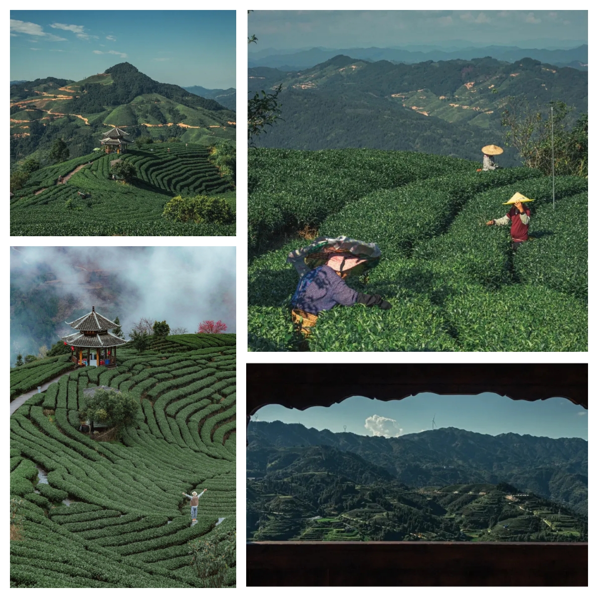 DiscoverGuangxi's tweet image. In #April, Guangxi is not only fun to visit, but also very beautiful. Guangxi's mountains are like ink paintings, filled with the fragrance of tea, and the blossoming flowers create a sea of color. #Sanyuesan #springtimefun