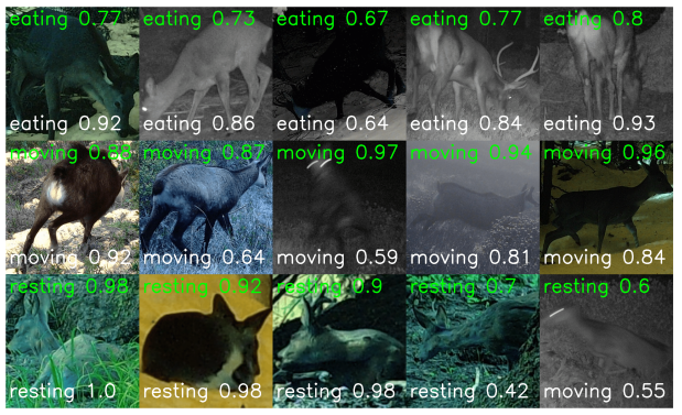 Want to automatically categorize the behaviour of animals on camera-trap pictures? We've got you covered: Zero-shot animal behavior classification with image-text foundation models biorxiv.org/content/10.110… Led by G. Dussert and thanks to @creamontblanc collaborators for data!