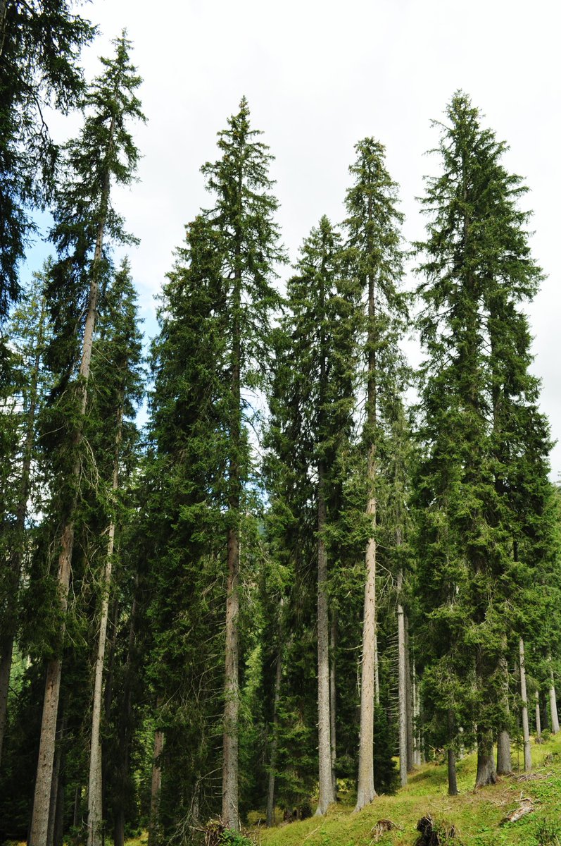 Cosa significa perdere i boschi? Cosa significa perdere anche un solo esemplare di abete rosso, capace di drenare centinaia di litri d’acqua dal terreno e quindi di difendere il territorio da frane, inondazioni e altri disastri? Ne parliamo in #BlackBox: tinyurl.com/BlackBoxEp64