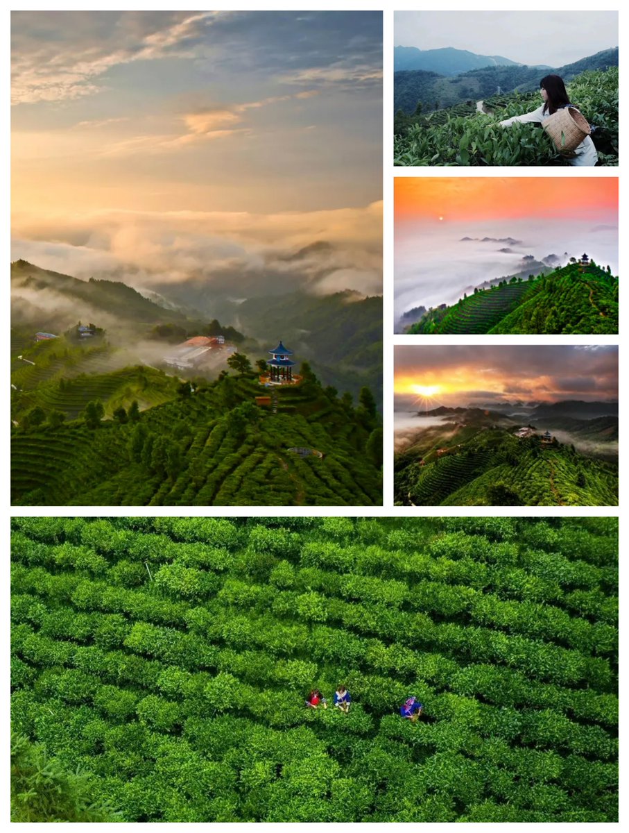 DiscoverGuangxi's tweet image. In #April, Guangxi is not only fun to visit, but also very beautiful. Guangxi's mountains are like ink paintings, filled with the fragrance of tea, and the blossoming flowers create a sea of color. #Sanyuesan #springtimefun