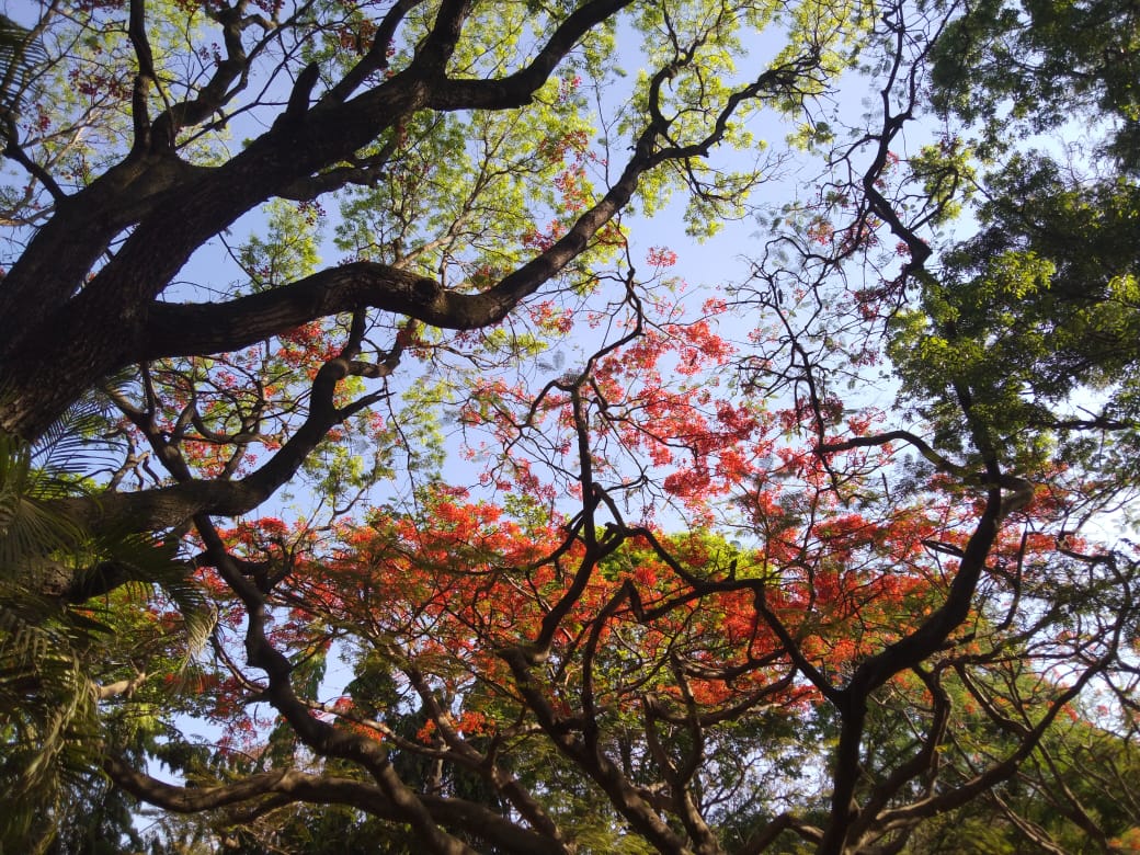 Marvelling at the fractal patterns in nature 🌳🍃🍂 #IIScframes 📸 Kavitha Harish