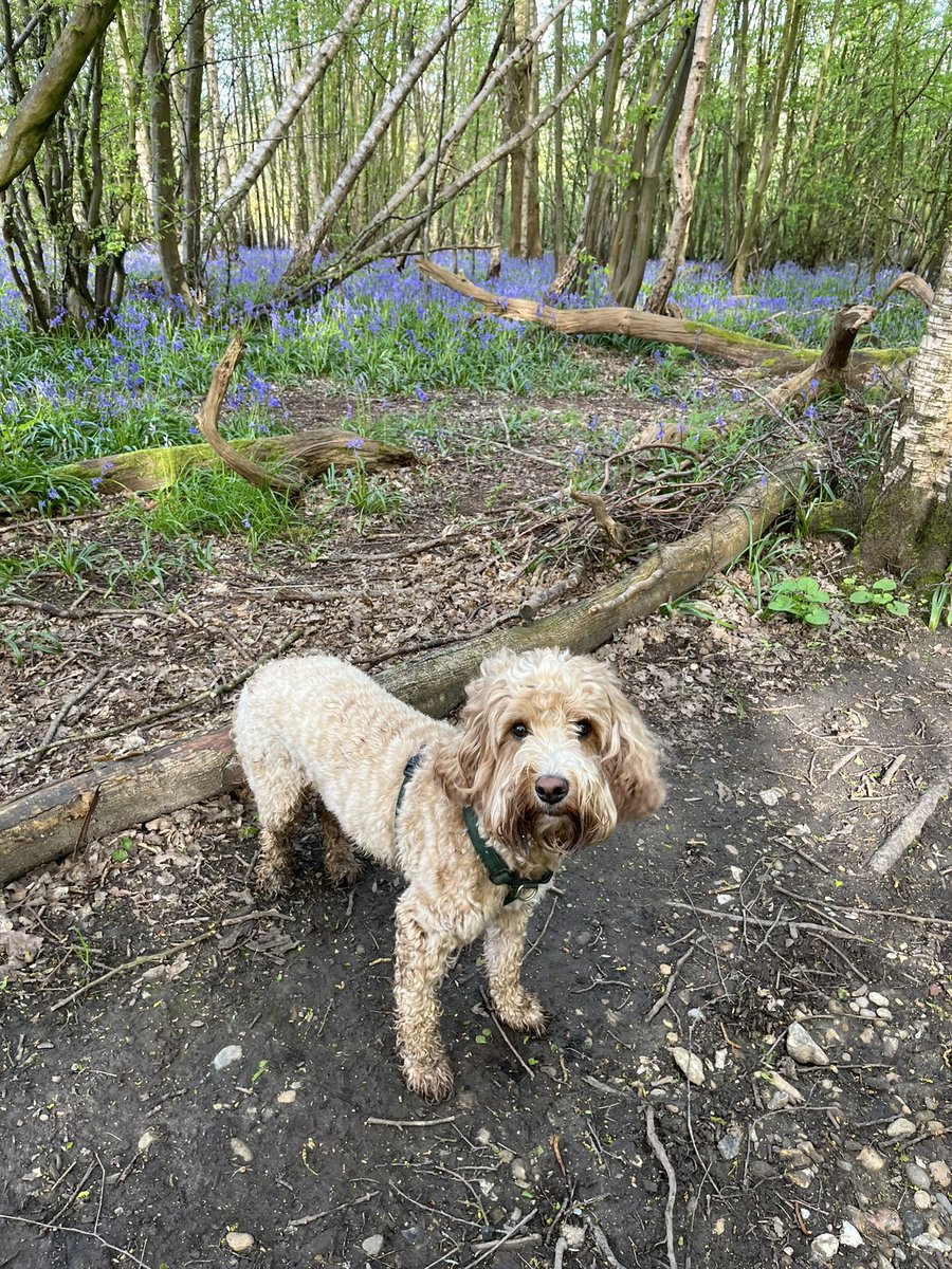 A morning walk amidst the bluebells…
