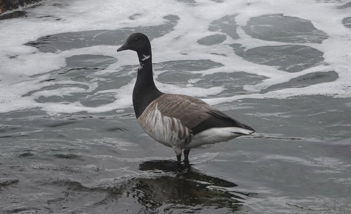 Spring migration so far on #StKilda has included the usual passage of wildfowl, a couple of Woodcock, small flocks of Redwing, Blackbirds, Song Thrush, a young Stonechat and an Iceland Gull in Village Bay on 8th April. @HebridesBirds @BirdGuides @N_T_S