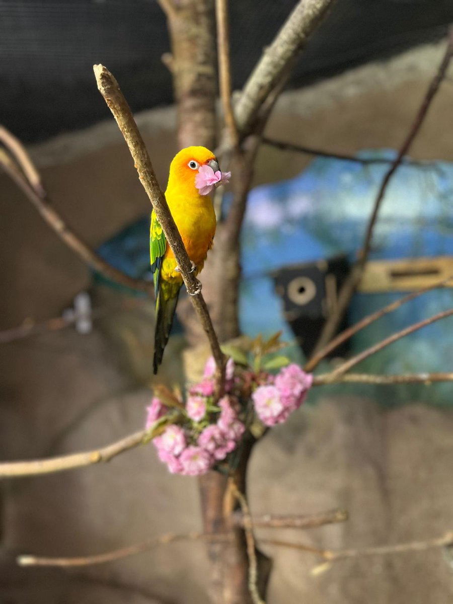 Our sun conure have been enjoying some of the beautiful blossom 🌸🦜 📸 Keeper Sally