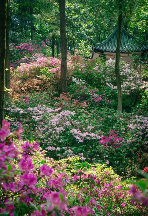 DiscoverGuangxi's tweet image. In #April, Guangxi is not only fun to visit, but also very beautiful. Guangxi's mountains are like ink paintings, filled with the fragrance of tea, and the blossoming flowers create a sea of color. #Sanyuesan #springtimefun