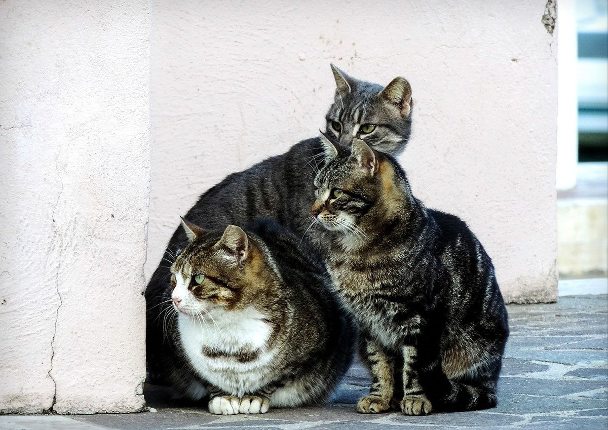 Controllo della popolazione felina, il Comune di #Chiavari sigla un protocollo d'intesa con l'associazione Leidaa - #Ambiente #PrimaPagina - bit.ly/3UaMkEy