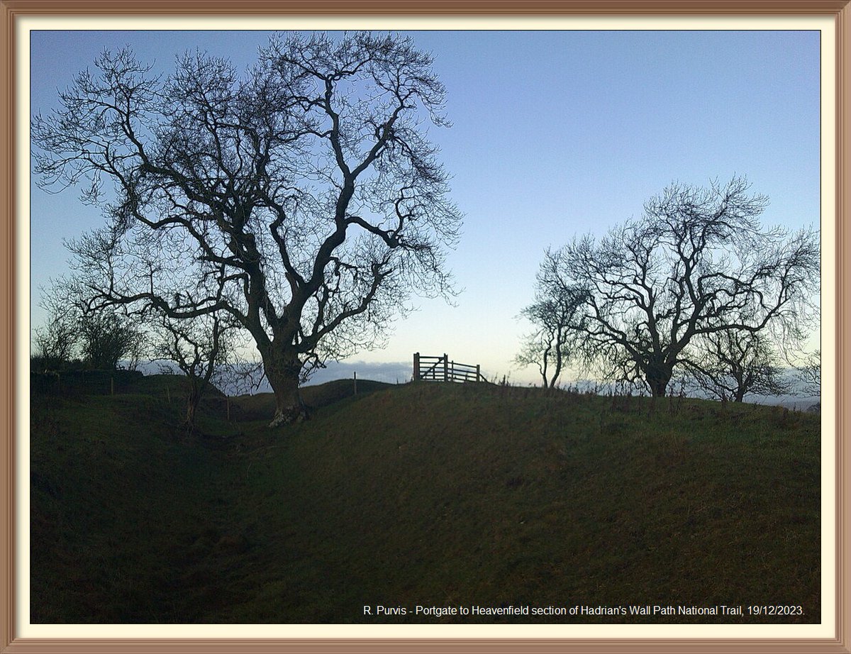So many favourite spots on Portgate to Heavenfield section of Hadrian's Wall Path National Trail. Going to sign off with pictures of some of them. Tree in the north ditch in Wall mile 24.