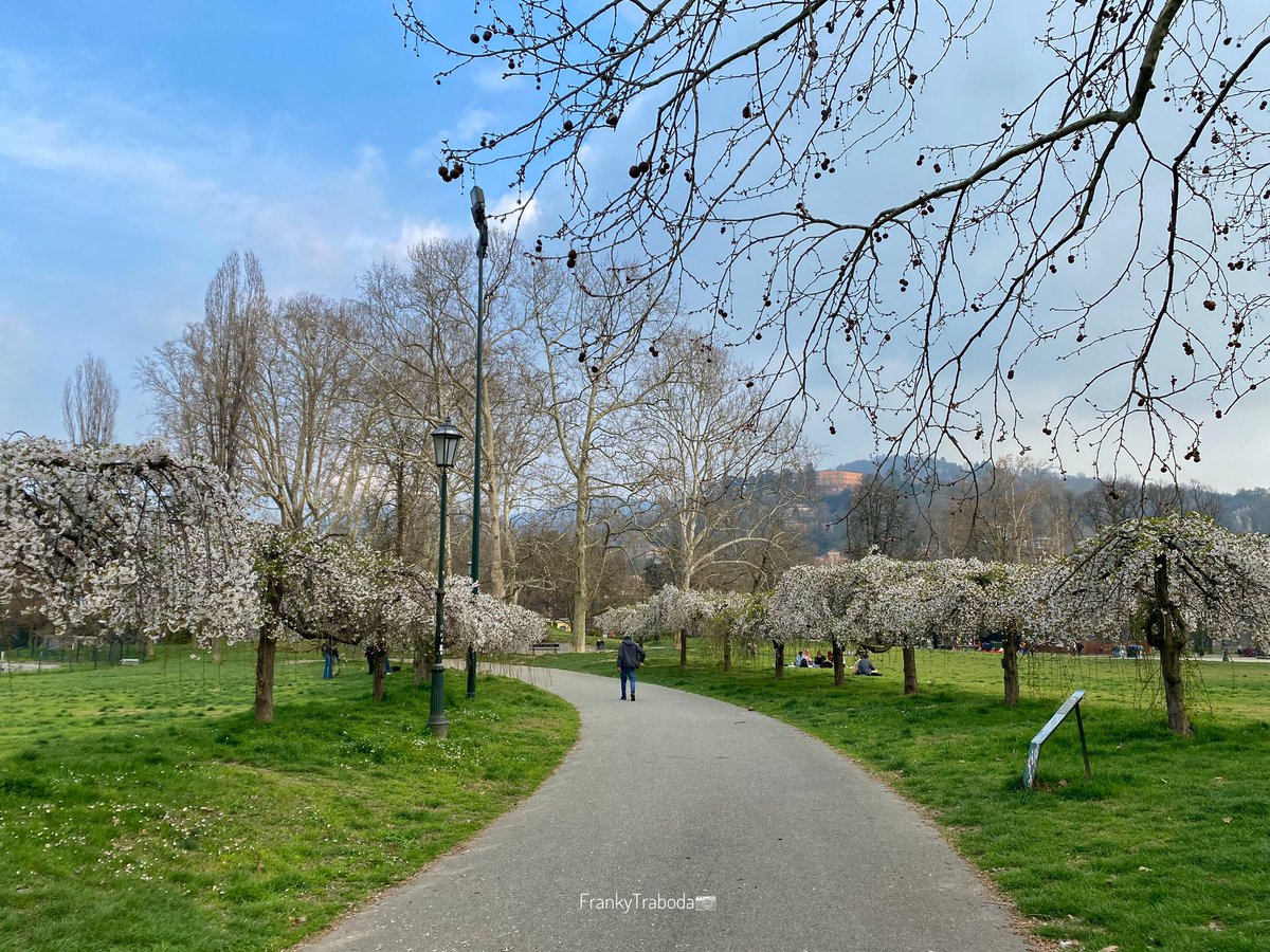 Cari amici di @DjChiamaItalia a Torino al Parco del Valentino c’è la via dei ciliegi