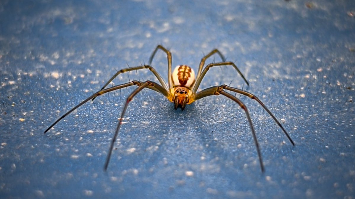 Cute little spider pops up on my work 🕷️ #spider #nature #photography