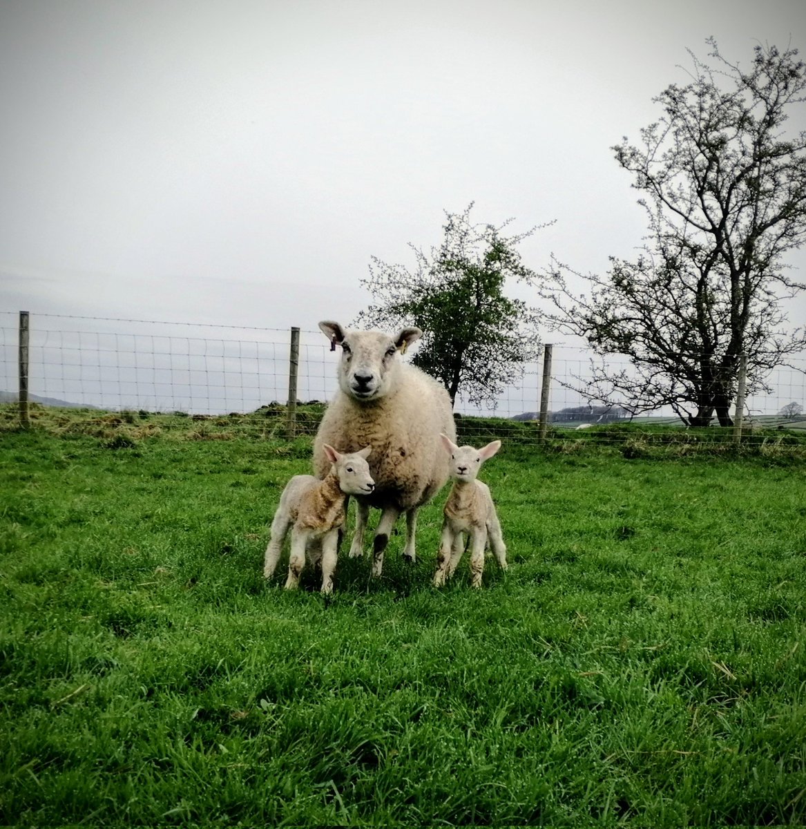 You can't beat waking up to sights like this, well done Buttercup ♥️ #sheep #sheep365 #farming #farminglife #shepherdess #farmingneverstops #lambingseason #lambing #lambing2024
