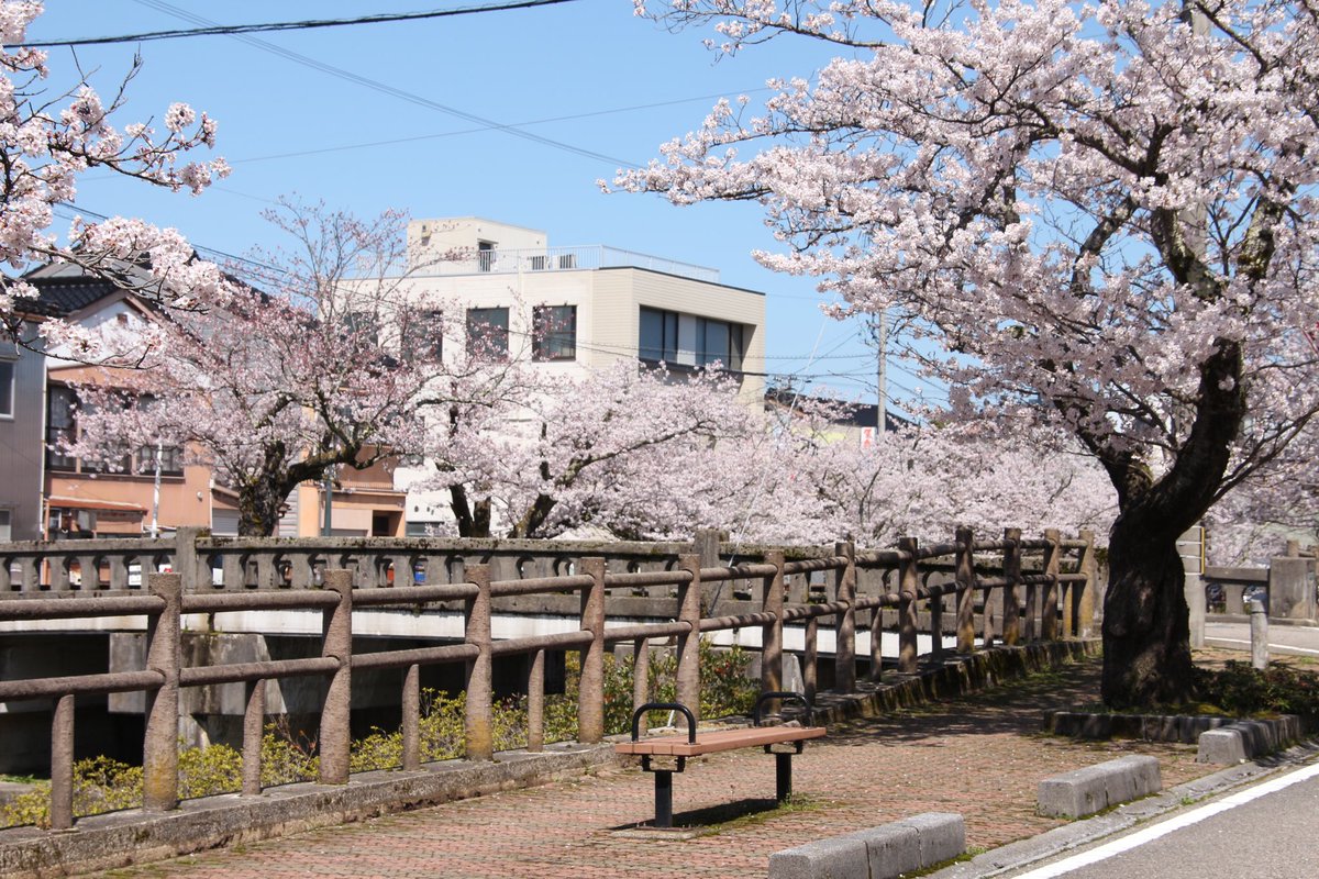 富山県氷見市の桜と橋
 #桜
 #写真好きと繋がりたい