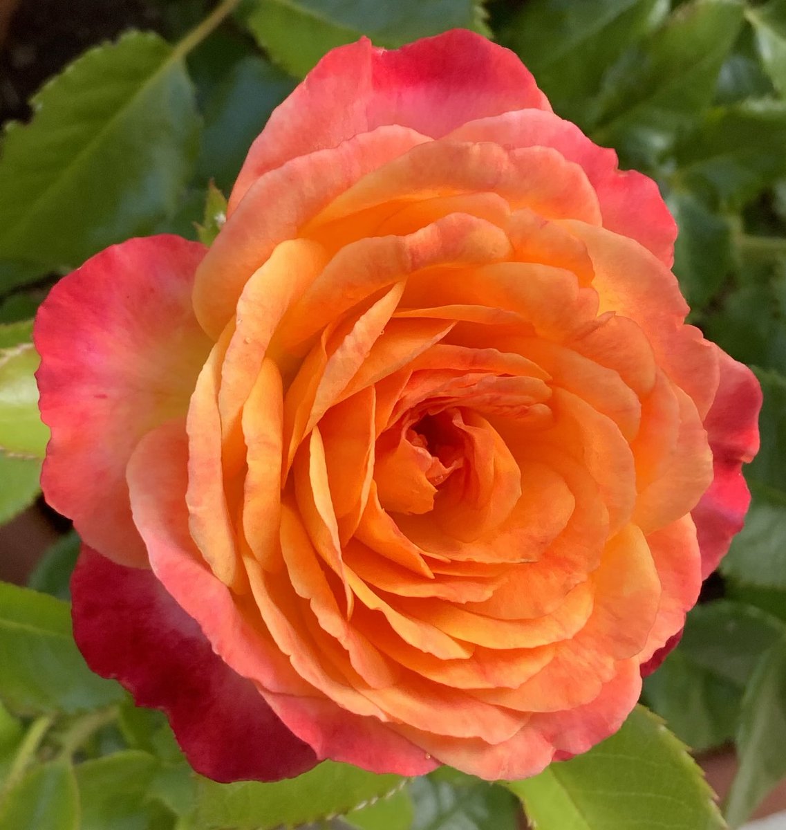 For #RoseWednesday ‘Meteor’ Rose of the Year 2024. A very welcome still and sunny morning here. Rain forecast later - of course! Have a good day everyone, whatever the weather brings. @loujnicholls @kgimson