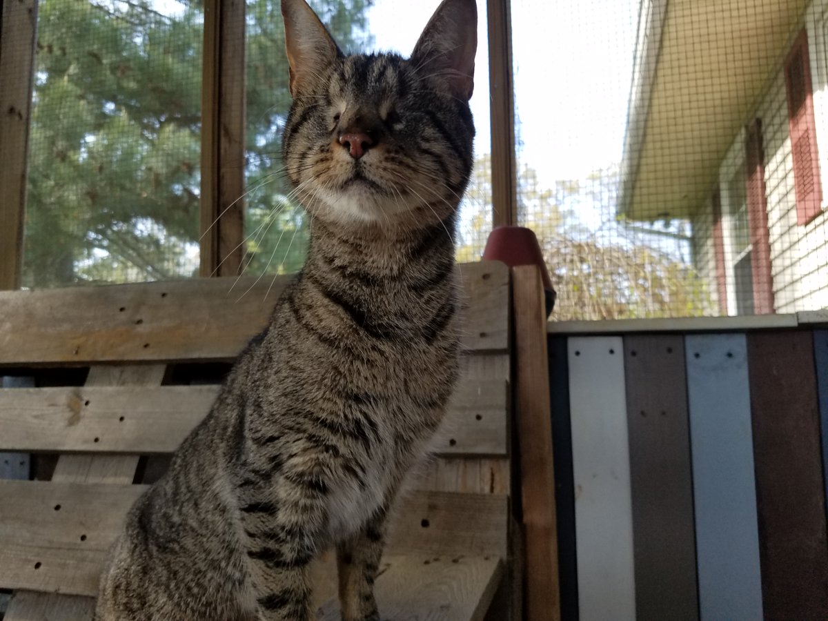 The weather is warming up, the birds are singing, and I am enjoying screened porch fresh air. I always have room for more friends, if anyone wants to join me! ❤️😺