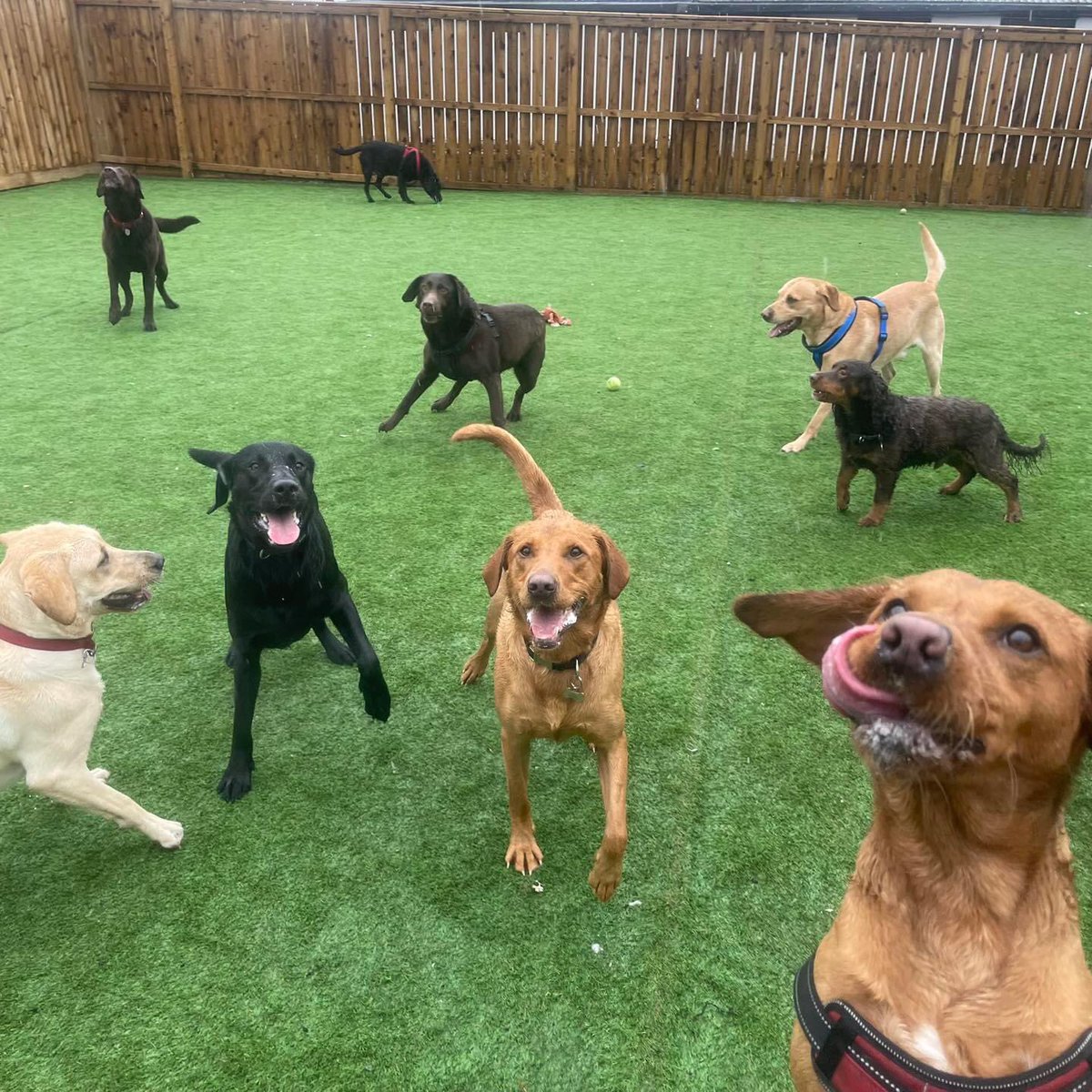 I’ve put my dog in kennels for the first time. Not sure if he would be happy there. However they post Facebook photos so that you can see them if you’re worried and, well, look.