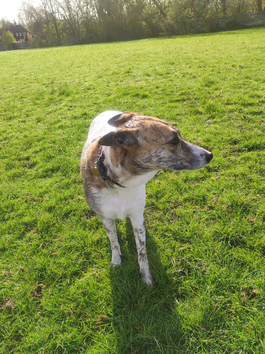 luna_lurcher tweet picture