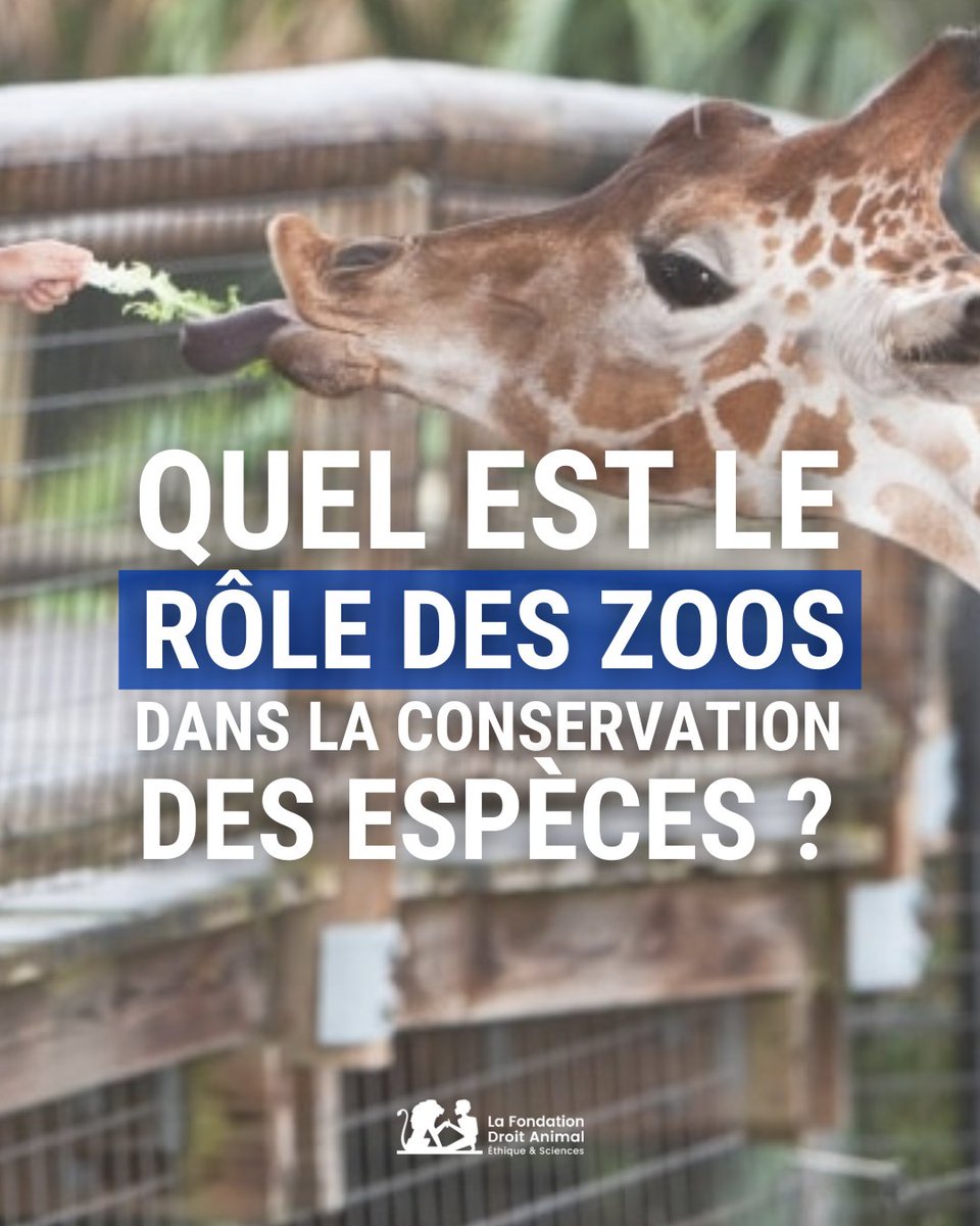 🦒 « Si on peut critiquer l’aspect mercantile des #zoos, l’attribution d’une partie de cet afflux financier à des causes utiles est séduisante. En conséquence, et sans vouloir faire de procès d’intention ou d’amalgames, on ne peut s’empêcher de soupçonner que pour certains…