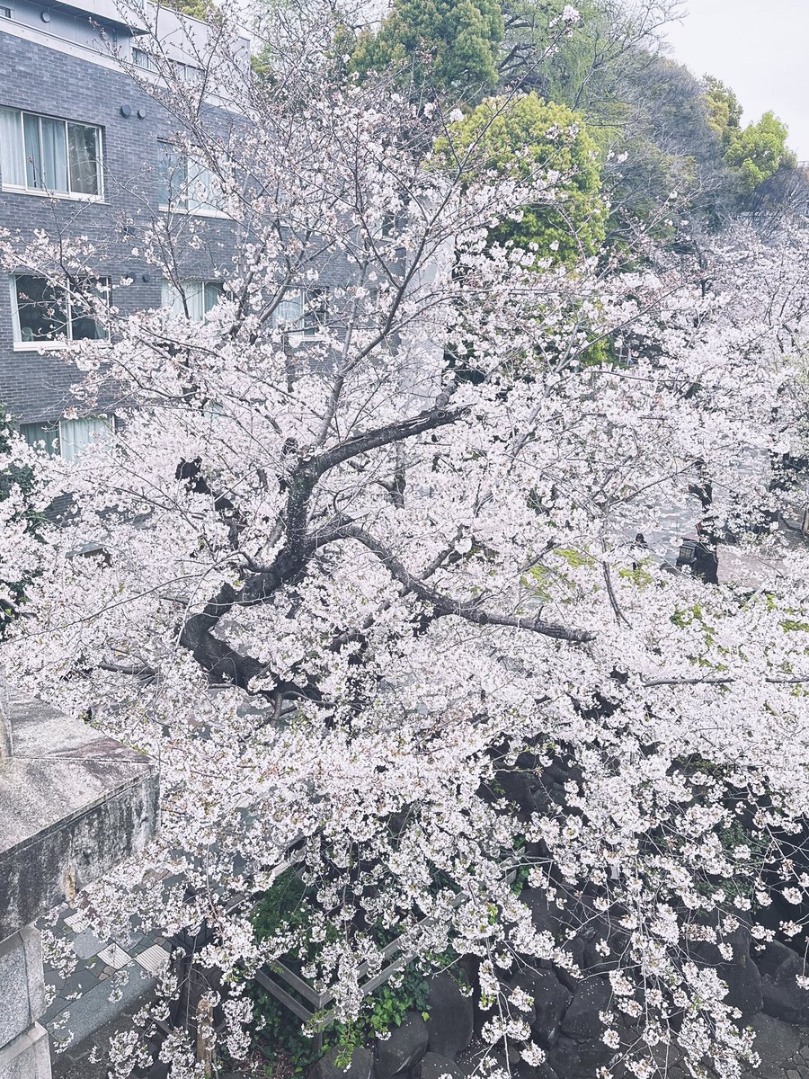 春最高だーーー

ライブしたりリハしたりもしております
が、写真フォルダは桜だらけ。