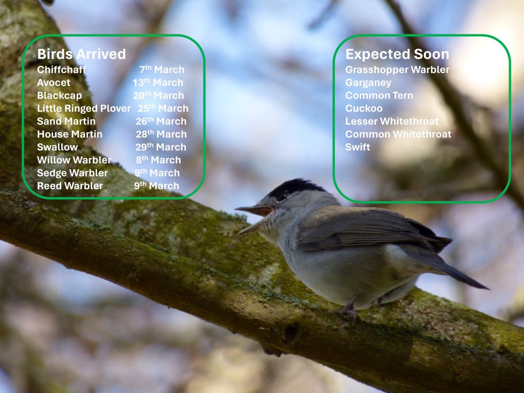 More summer birds have arrived on site over the past few days adding song to the woodlands & reedbeds. Keep your ears & eyes open for more returning birds over the next few weeks. #PensthorpeSightings #Springtime #BirdMigration