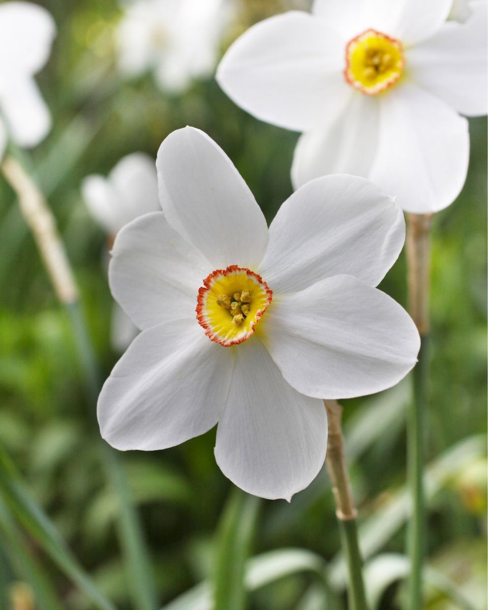 The Palm House Parterre has beautiful violas and white daffodils in bloom! 🌸 In 1848, when construction of the Palm House was finished, William Andrews Nesfield created an intricate geometric pattern of beds to surround it.