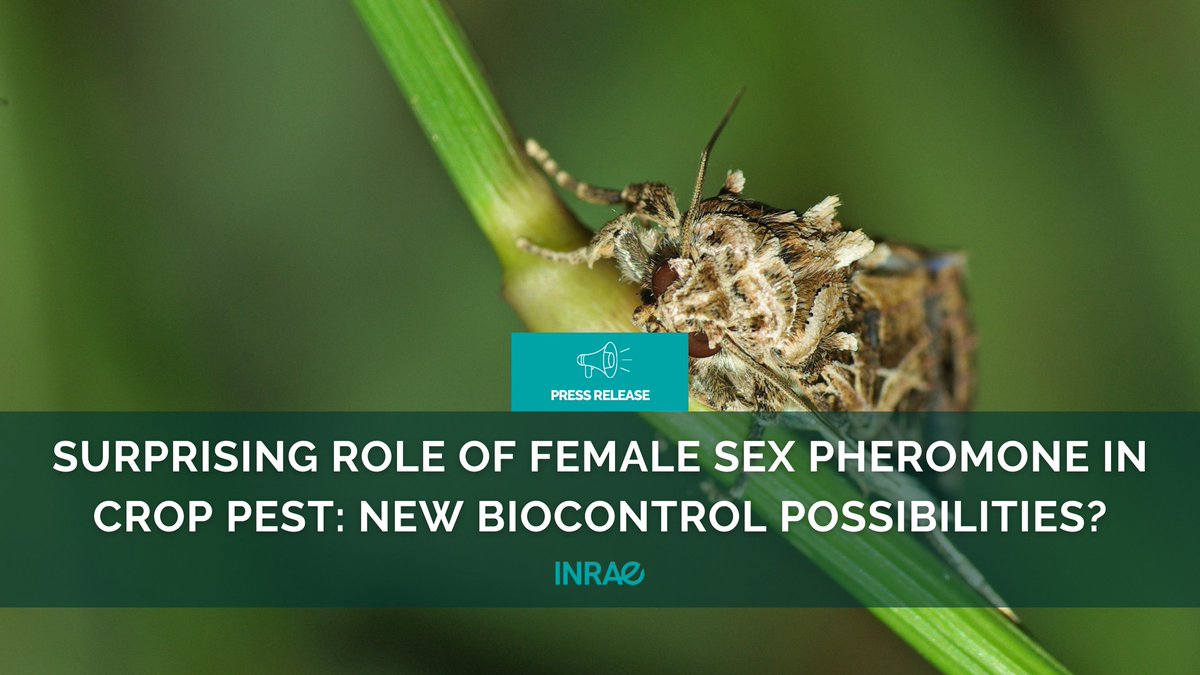 #PR_INRAE New potential for #biocontrol to protect crops against pests: 👉Male Spodoptera littoralis moth synchronizes its circadian clock with the female’s, by using the sex pheromone released by her 👉Desynchronizing this circadian rhythm reduces mating success, and hence could…