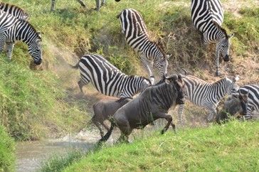 We have a new blog post on "modelling trampling effects of large herbivores on ecosystem processes" - buff.ly/4aqUdvj 

@gadammeyer, <a href="/sjleroux/">Shawn Leroux</a>, #megafauna #zoogeochemistry #biogeochemistry #ungulates
#trampling #ecosystems 

Featured image by Elizabeth Forbes.