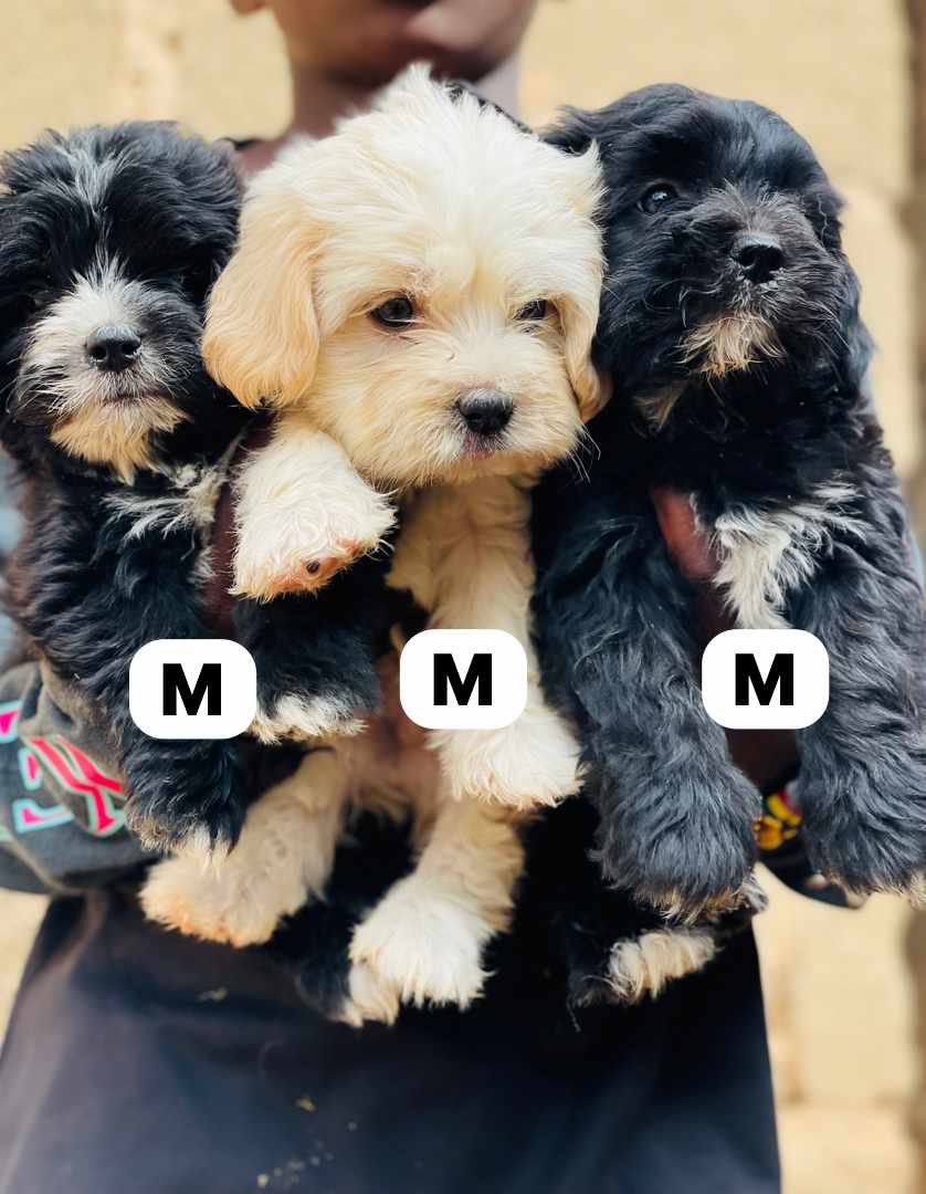 Lhasa puppies are available for new home… Price ; 70k slightly negotiable . Age ; 7 weeks old. Medical record ; first shot of DHLPP vaccine given. Nation wide delivery is sure. Pls Rt . Thanks .