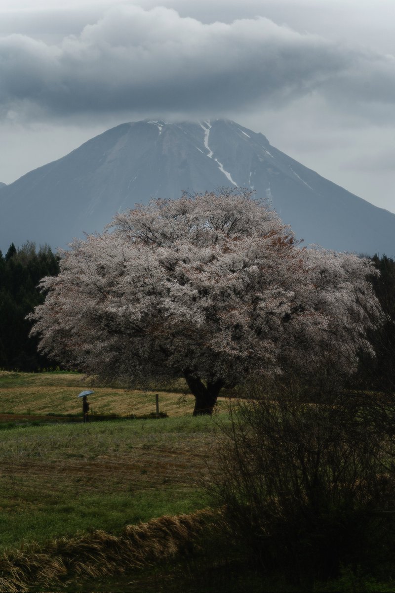 鳥取にある、一本桜と伯耆富士が美しい。