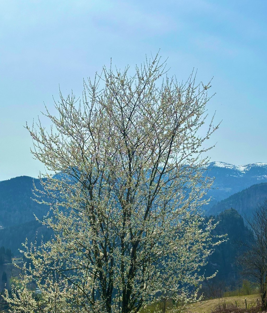 🏔️🌲Güzel bir bayram gününde merhabalar🙋‍♂️ #Trabzon’da bir tarafta karlı dağ diğer tarafta çiçek açan📸