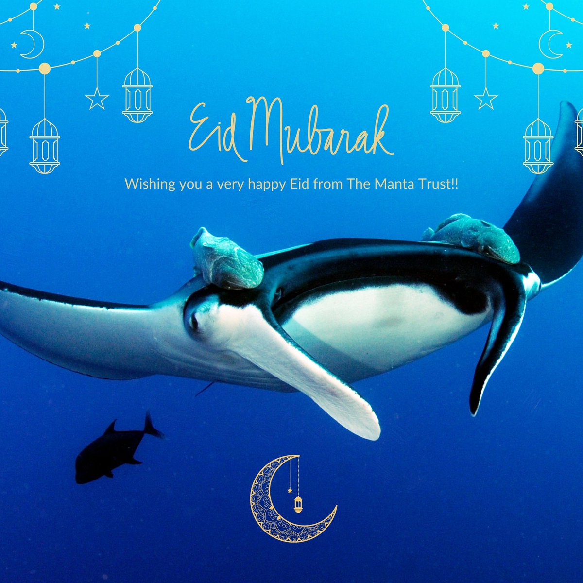 Eid Mubarak 🌙 Wishing those who celebrate a very Happy Eid, with lots of joy and happiness from the Manta Trust Team 🌙🌟🌊 #EidMubarak #MantaTrust #MarineConservation #Maldives