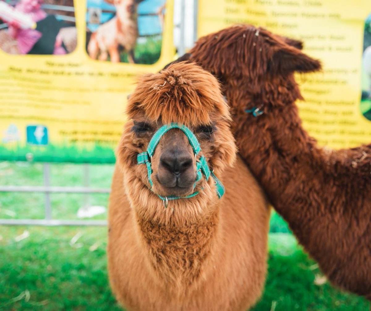 Lots to do for the big kids and small kids 👩‍👩‍👦‍👦 

🦙 Ians Mobile Farm is Yorkshire’s very own mobile farm specialising in Educational Visits &amp; Events! Home to 100’s of friendly well cared for animals🦙

👉 iansfarm.com