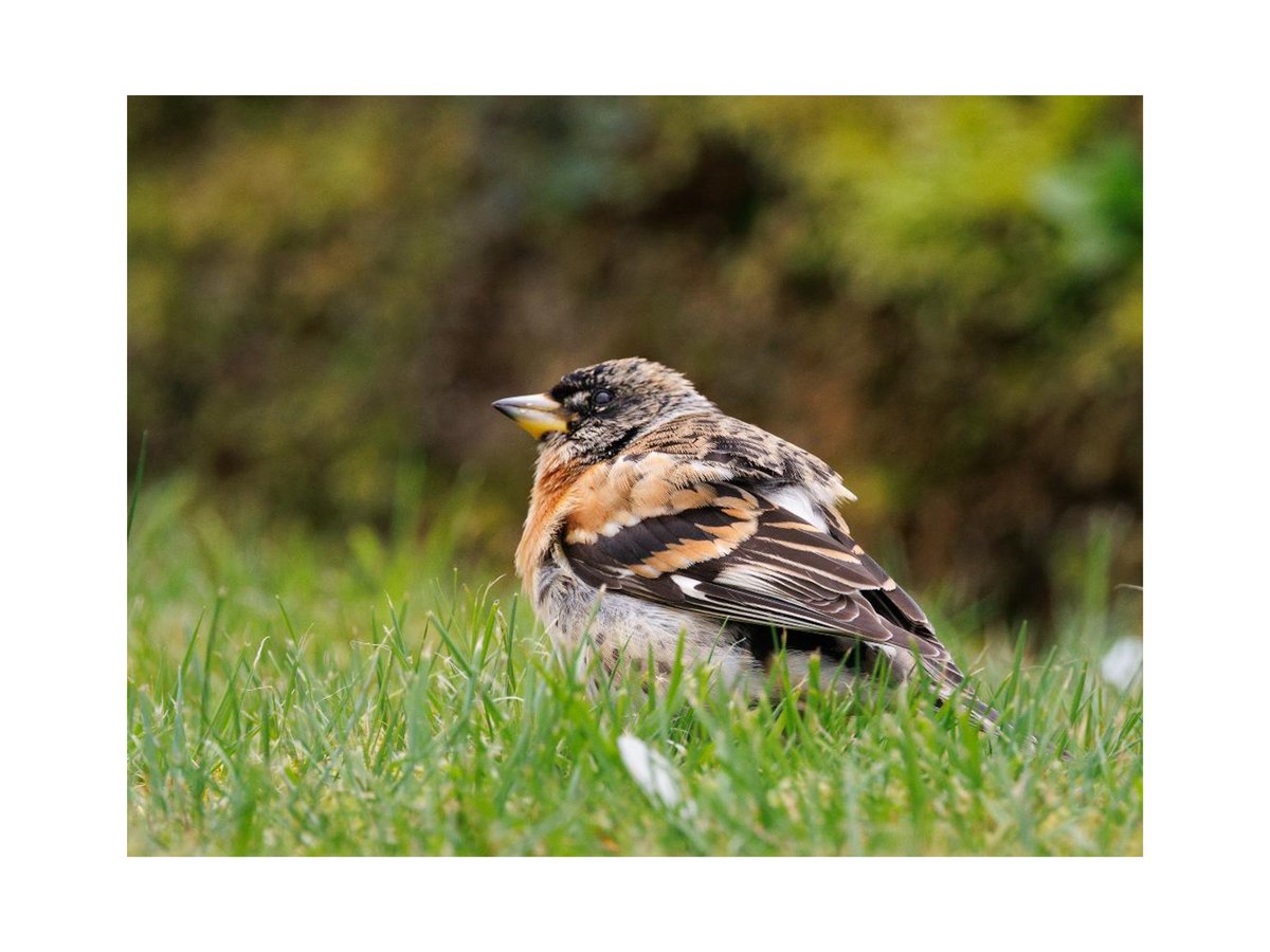 A new species that’s started visiting the garden recently (Brambling) #BirdsOfTwitter