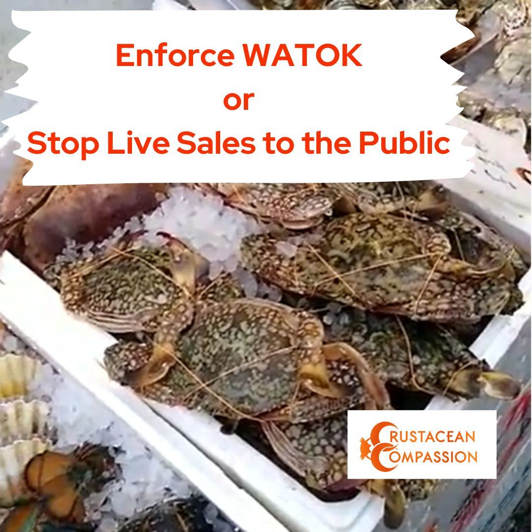 Urgent: Live crabs & lobsters sold in London to be killed at home. It's cruel and must end. It can take 6-8 mins for a lobster to die while boiling. WATOK offers protection but isn’t enforced. Join our #NoLiveDecapodSales campaign #AnimalRights
buff.ly/4cJ4nci