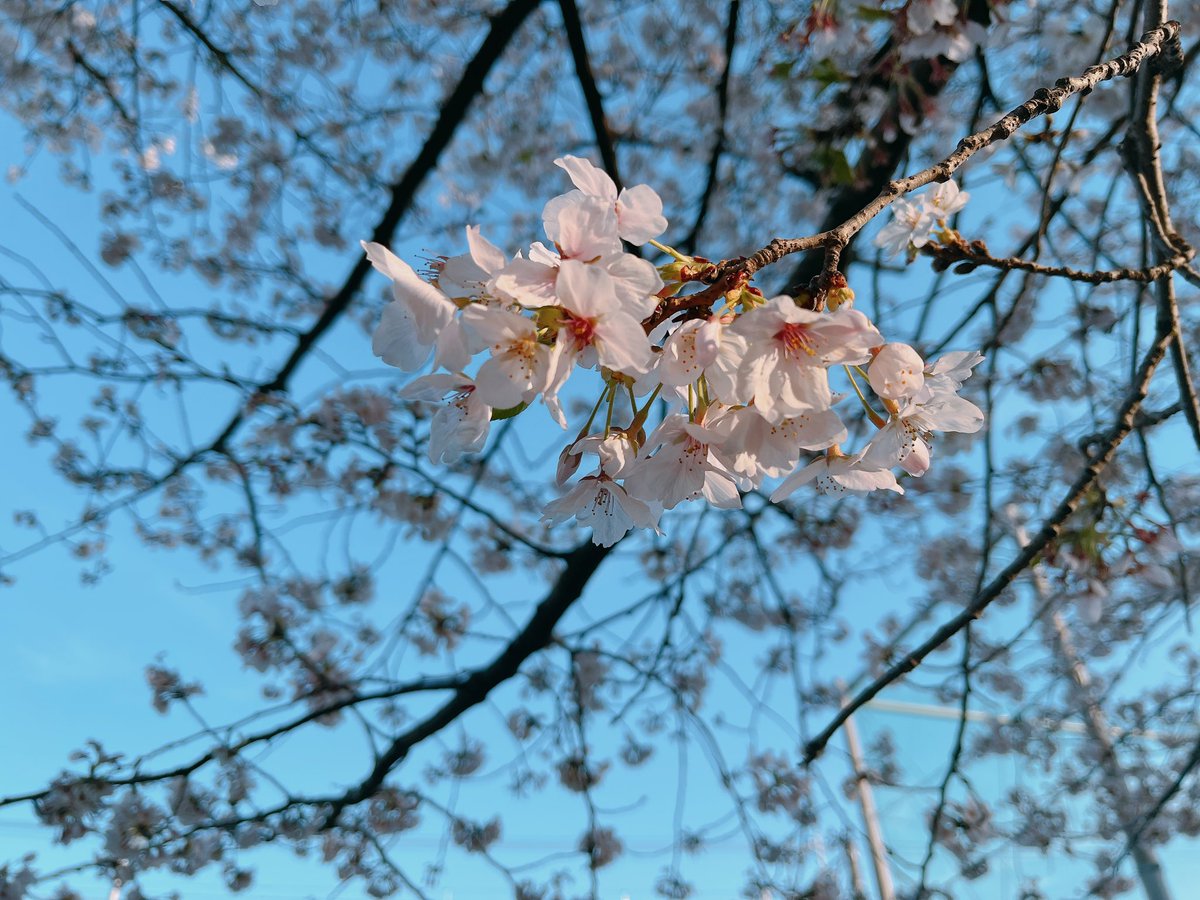 「桜撮りに行ってた 」|虚のイラスト