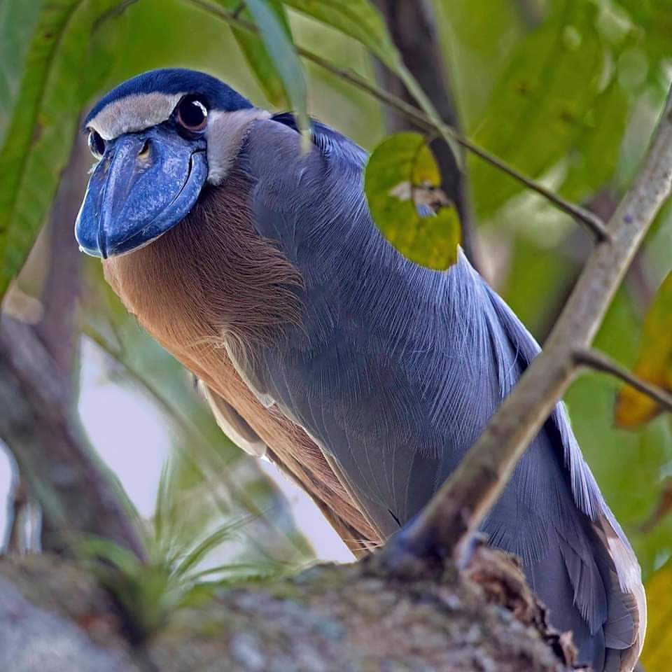 💜🌴🌼🍀🦤🐦🐦‍⬛🦜🍀🌼🌴💜
Bonjour à vous. Bonne journée à tous. Le Printemps est un temps d'Espérance et Renaissance 🍀🥀
#BesoinDEurope
#MajoritéSilencieuseRépublicaine 
#VotonsValérieHayerle9Juin🇨🇵🇪🇺