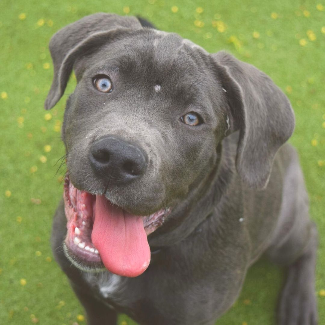 DT_WestLondon's tweet photo. Little Boss and her siblings are here to bring you some extra cuteness this morning ๐โก๏ธ
These 6 #CaneCorso pups are searching for their forever homes. If you are searching for a large dog to join your family, why not put in an application on our website?!
#LargeBreed #Adoption https://t.co/v8RyHM6XCl