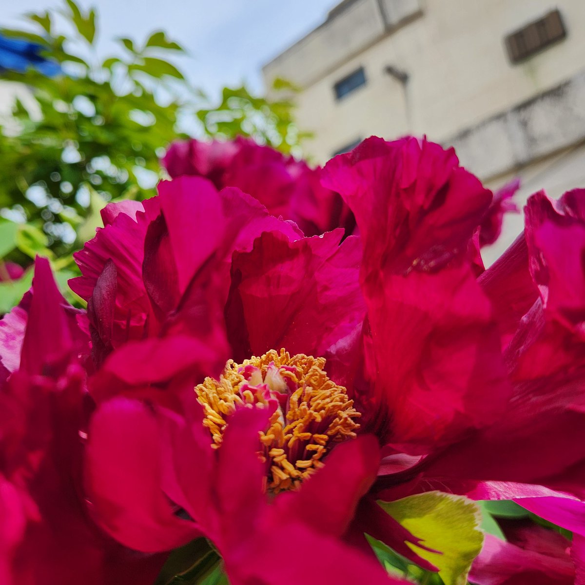 bsu6410's tweet photo. 할머니 정원 https://t.co/7Ty7I38G1S